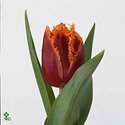 Tulips Fabio