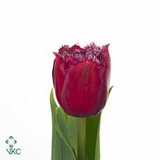 Tulips Mascotte