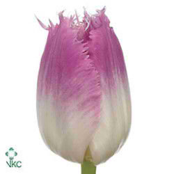 Tulips Oviedo