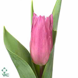 Tulips Jazz