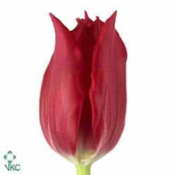 Tulips pretty woman