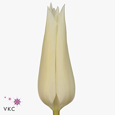 Tulips Tres Chic