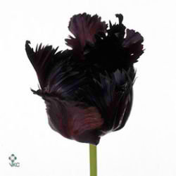 Tulips Black Parrot