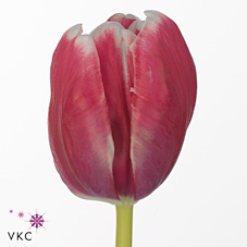 Tulips Destiny (Parrot)