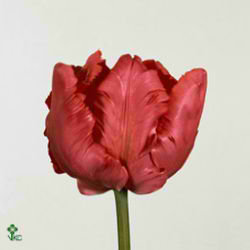 Tulips Erna Lindgren (Parott)