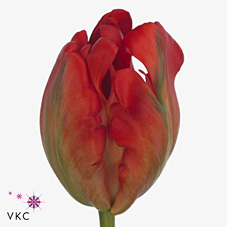 Tulips Holland Happening (Parrot)