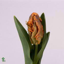 Tulips Monarch Parrot
