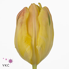 Tulips Parrot Time