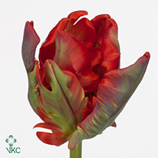 Tulips Rococo (Parrot)