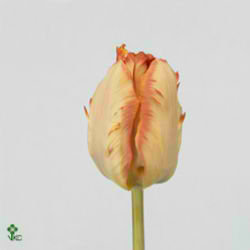 Tulips Salmon Parrot
