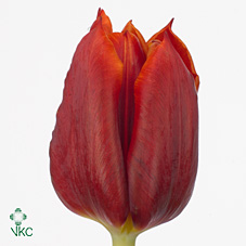 Tulips Abra