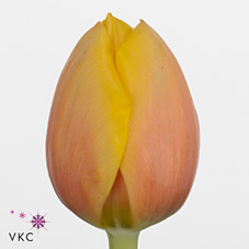 Tulips Ad Rems Beauty