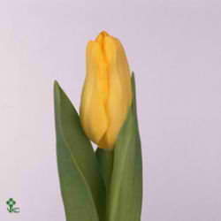 Tulips Agrass Gold