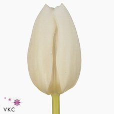 Tulips Albatros