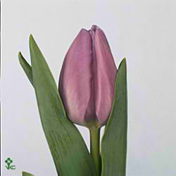 Tulips Alibi