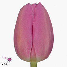 Tulips Barcel Pink
