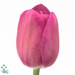 Tulips Barcelona