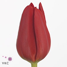 Tulips Ben Van Zanten