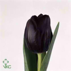 Tulips Black Jack