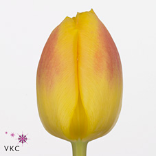 Tulips Brigitta