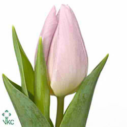 Tulips Candy Prince