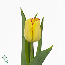 Tulips Cape Town