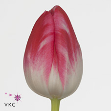 Tulips Caramba
