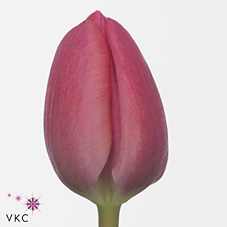 Tulip Carola 40cm | Wholesale Flowers & Florist Supplies UK