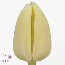 Tulips Cheers
