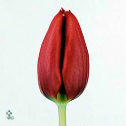 Tulips Cheirosa