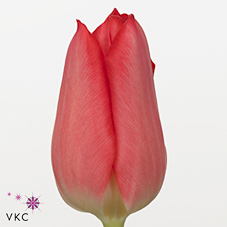 Tulips Christmas Carol
