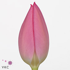 Tulips Christmas Dream