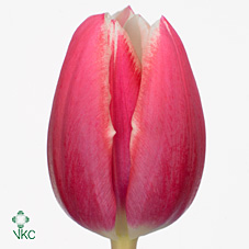 Tulips Debutante
