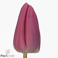 Tulips Delta Sugar