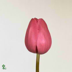 Tulips Don Quichotte