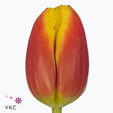 Tulips Dow Jones