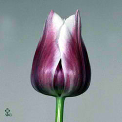 Tulips Dreaming Maid