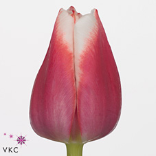 Tulips Dutch Design