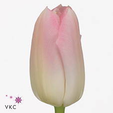 Tulips Dynasty