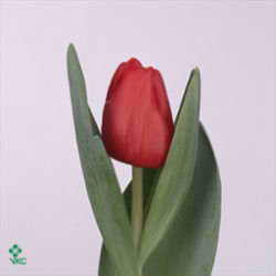 Tulips Escape