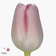 Tulips Essence