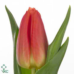 Tulips Eur Chic