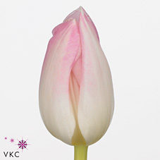 Tulips First Class