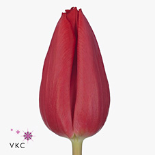 Tulips First Star