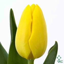 Tulips Friendship