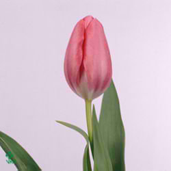 Tulips Fusarino