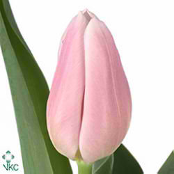 Tulips Gabrielle