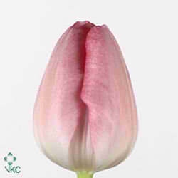 Tulips Ganders Rhapsody