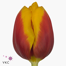 Tulips Gerrit Van Der Valk