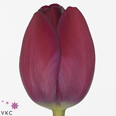 Tulips Graffiti